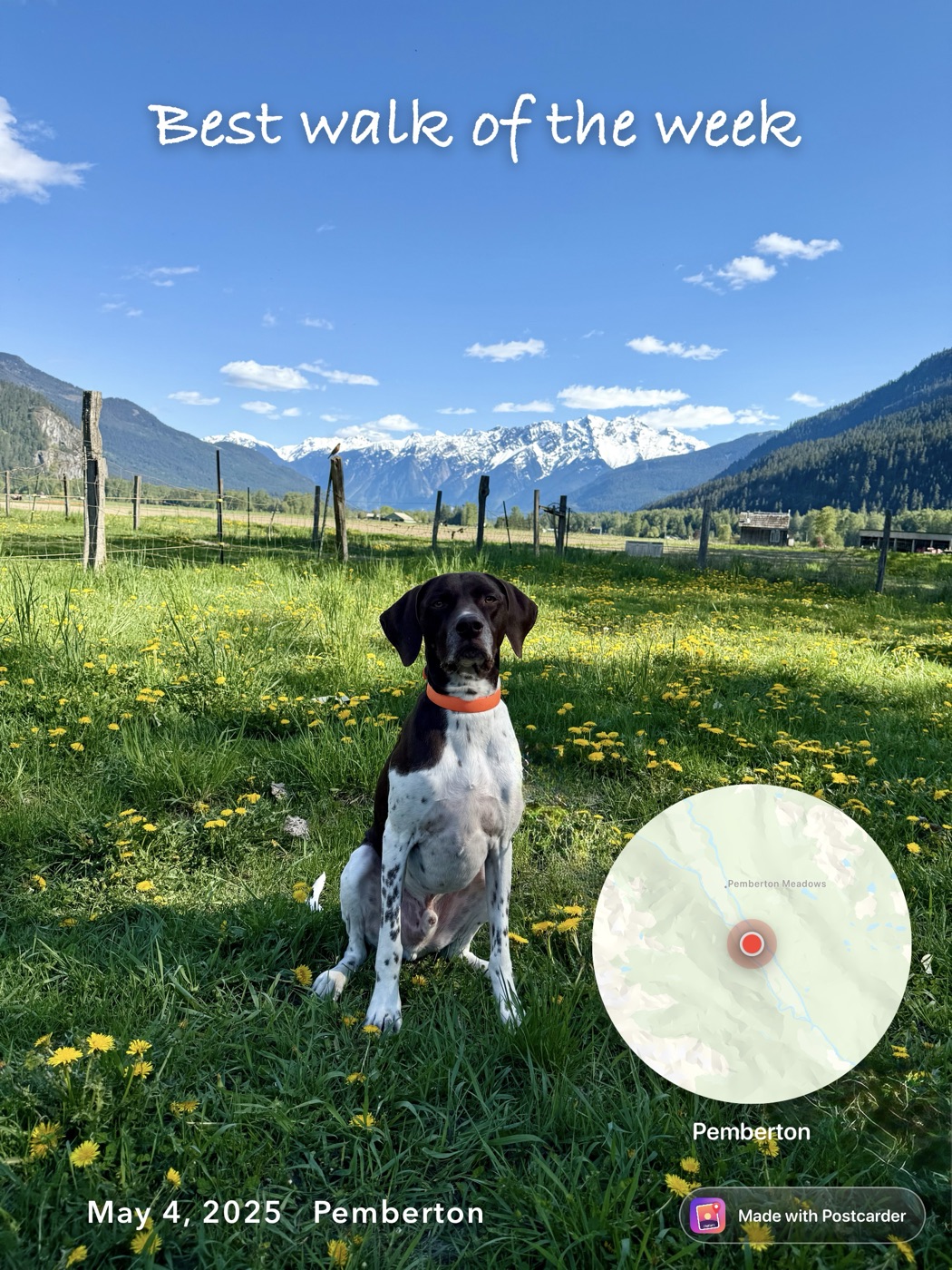 A pointer dog sitting in a dandelion field below snowy mountains, with a handwritten caption, the date, and a round map of Pemberton Meadows